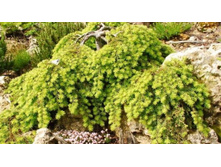 ����� Coles Prostrate 15-20cm C3-10,76.jpg