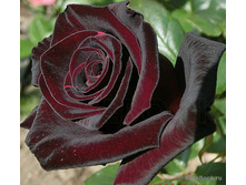 Black Bacara ���� ������ 2,95 ����.jpg