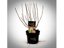 Living Little Lime C2���.jpg