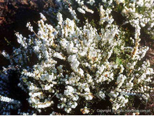 Calluna Kinlochruel-1,56