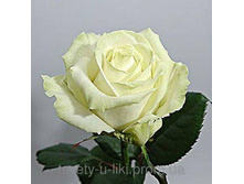 Avalanche ������� 2,95 ����.jpeg