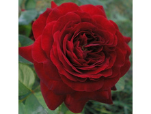 Kronborg �������� 2,95 ����.jpg