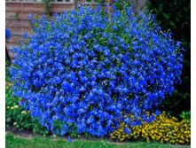 ������� ������ ��������� 0,1� ���.��� �.� 9,00 ���.[���.��000002921]