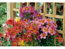 ������������ ����������,(��) 8,00 ���.[���.3002393]