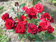 Schwarze Madona 19,25 ����.jpg