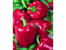 ����� ����� F1 5�� ������� 35,90���. [���.��000004846]