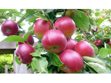 ������ ���������-350�