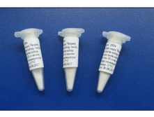 �������� ��� ���� ������ (Lactococcus lactis subsp. lactis, Lactococcus lactis subsp. cremoris), �� 10 � ������, ������-�������.jpg