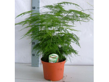 ��������� �������� ( Asparagus setaceus)  ��� ��������� ��������  (  Asparagus plumossus) - 300- 350  ���.