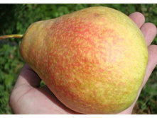 ����� ��������� (�������)-210�.jpg