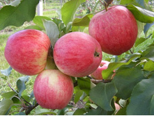 ������ ������� ��������� (����������)(�������)-180�.jpg