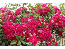 Subra ����� 2,95 ����.jpg