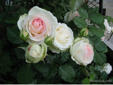 Palais Royal 2,95 ����.jpg