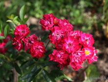 Alberich �������� 2,95 ����.jpg