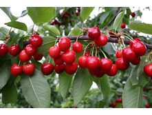 ������� �������� (�������)-240�.jpg