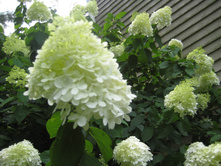 Pan. Limelight - 3,30