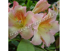 ����������� ��������� ���������.jpg