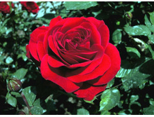 Nina Weibull ���� ������ 2,95 ����.jpg