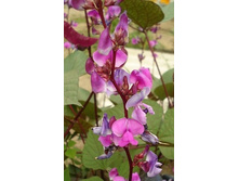 ����������� ���� ����������� ����� 12,00���[���.3003408]