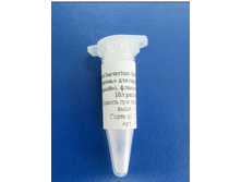 Brevi bacterium linens (������� ������� ��� ����� � ����� ������), ������-������� �� 10� ��������.jpg