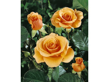 Gaby Morlay 19.25 ����.jpg