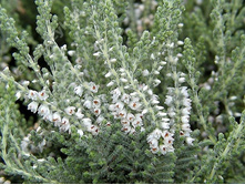 Calluna Velvet Fascination-1,46.jpg