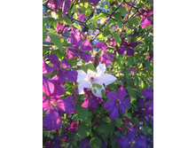 ���� ��������� natali-valerina@