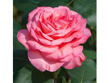 Panthere Rose ������ ���� 2,95 ����.jpg