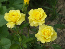 Friesia ������ 2,95 ����.jpg