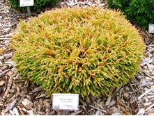 ��� Golden Tuffet 25-30cm C4-13,52