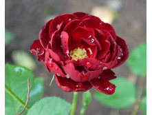 Abendglut �������� 2,95 ����.jpg