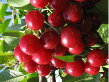 ����� ������������� (�������)-230�.jpg