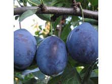 ����� ����-420�.jpg