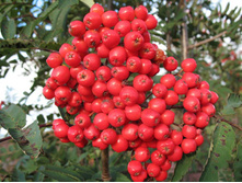 ������ ���� �������-300�.jpg