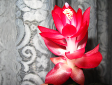 IMG 5064.JPG
