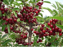 ����� ���������� (�������)-230�.jpg