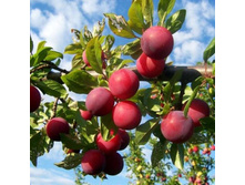 ����� ��������������� -410�