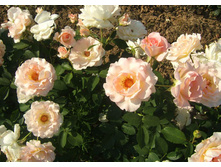 Rokoko ������ 3,20 ����.jpg