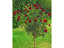 Black Bacara 19.25 ����.jpg