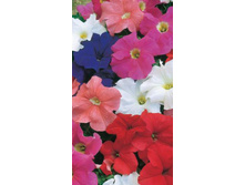 ������� F1 ������ �������� ����������. ���� 8�� ���.��� �.� 15,00 ���.[���.��000000703]