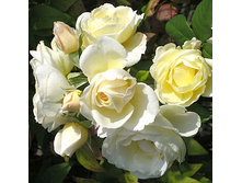 Uetersener Klosterrose ������� ���������� ����.jpg