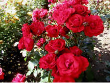 Satchmo ������ 2,95 ����.jpg