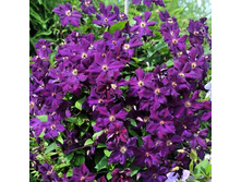 185���. �������� ��������� ���17.jpg