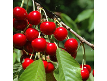 ����� �������� (�������)-230�.jpg