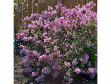 493���. ������ Bloomerang �����.jpg