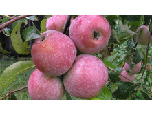 ������ ����� (�������)-180�.jpg