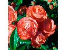 Vatertag �������� 2,95 ����.jpg