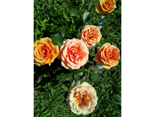 ���� ��������� �����1975