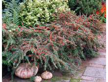 ��������� �������� (Cotoneaster dammeri) 3,20 ����.jpg