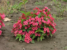 ������� ������� (Weigela florida) 3,20 ����.jpg